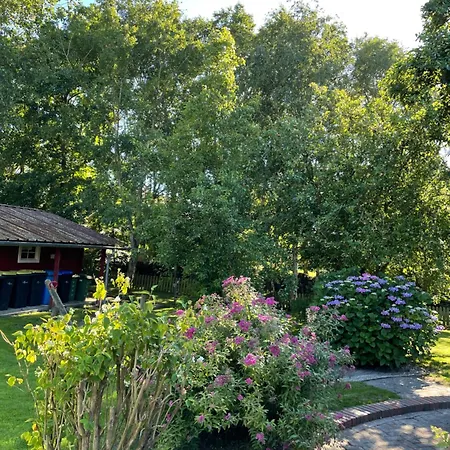 Seestern Am Naturstrand *