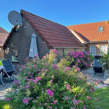 Seestern Am Naturstrand