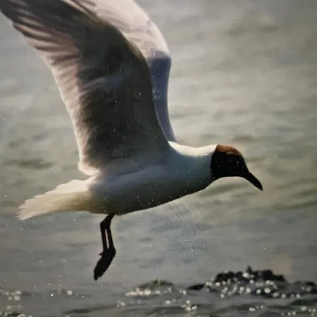 Seestern Am Naturstrand Hagermarsch