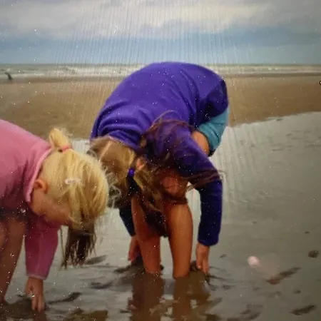Seestern Am Naturstrand *