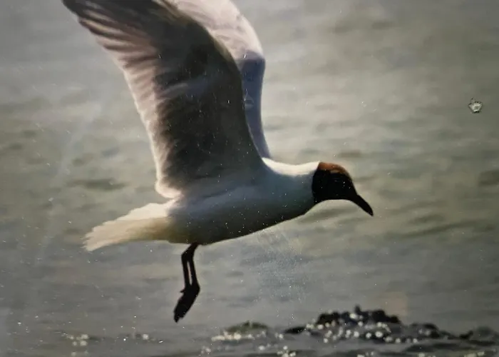 Seestern Am Naturstrand Hagermarsch